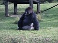 Gorilla using sign language at Miami Zoo telling someone he can't be fed...
