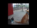 😘 A fun day with adorable cat actions 🐶 Funniest Animals 2024 😘🤣