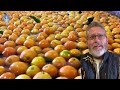 How Harvest And Process Millions Of Tons of Apples for Juice | Apples Factory Process