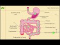 Life cycle of Entamoeba histolytica | parasitology | Basic Science Series