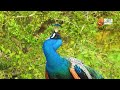 How Do Peacocks Mate | Bird Watching