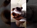 Dog gets out of room