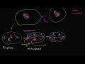 Mitosis | Cells | MCAT | Khan Academy