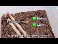 Top 3 Key Tips for Arowana Fish Care | Arowana Care Guide - Important Arowana keeping tips