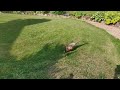 Feeding the Pheasants
