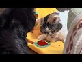 [猫が喜ぶ]クラッキングが騒がしい猫/くろまめ新たな恋か？A video that makes cats happy. A cat cracking loudly