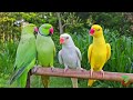 Ringneck Parrot Sounds & Talking