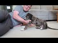 WE GOT A PUPPY! | MEET ARLO | CATAHOULA LEOPARD DOG