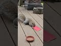 how squirrels react to lucky red envelope!