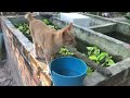 Cute orange cat on the Aquarium🐈🐈