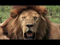 The greatest animal migration on earth | Full Documentary