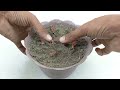 Grow clove plant at home / how to grow clove plant from seeds with aloe vera in a cup of water !!