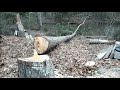Dropping a Dangerous Pine  Finished