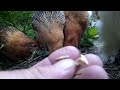 feeding young pullet chicks crimped oats