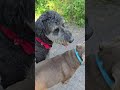 5. Thursday morning walk with Chewy, Charcoal, Hazel, Murphy and Roo