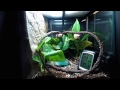 Timelapse of my Mantis' Terrarium - Sped up until they hatched
