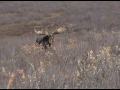 Moose Hunting Stan Stevens Northwest Territories