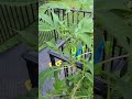 In House Grow 6 (Pre-Flowering Stage): Cannabis Plant