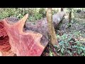 Menebang pohon Besar ‼️Meranti merah Satu Abad lebih dari pedalaman hutan rimba kalimantan...