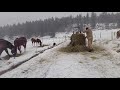 Feeding the horses in the snow!