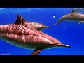 Magnificent World Animals 8K - Discovering the Majestic and Mischievous of Wildlife with Relax Music