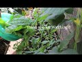 New way of planting spinach | Vegetables | in sacks | containers , Styrofoam boxes, barrels . Ideas