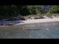 swimming Komodo dragon