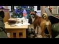 Boxer dog throws a random Tantrum?