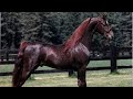 BEAUTIFUL Horses You Will Admire