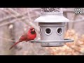 Top 5 Best Bird Feeders 2023 [Don't Buy Until You Watch This]