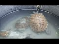 kuras kolam ikan lele, kura-kura, petik pepaya ditemani anabul#video #kucing #shorts