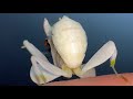 Pet Orchid Mantis Care Sheet Hymenopus coronatus Kung Fu Mantid #orchidmantis #petmantises #mantis