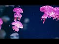 Undersea Majesty 4K🦘Beautiful Marine Realms & Fish  🐳 Soothing Music