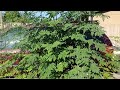 Moringa Trees to make a fence & great Microclimate