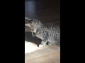 Cat plays with fidget spinner