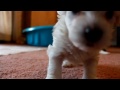 Havanese puppies playing and barking