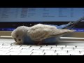 Budgie sleeping on laptop and talking to himself