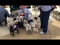 Los Angeles Pug Meetup - February 2017