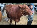 13 juta Hamil 5 Bln !! Babon Limousin Super Asli Australia !! Pasar Jatirogo Terbaru