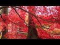 Autumn Ambience | Birds Chirping, Wind Blowing, Leaves Falling | White Noise To Sleep, Relax, Study