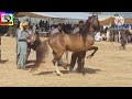 Horse dance with shehnai mella ratti tibbi khankah Dogran | wah ghora wah