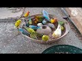 birds | love birds | budgies | terrace aviary | feeding