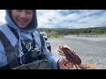 Bodega Bay is a hidden gem for Crab Snaring from the shore! SO MANY DUNGENESS CRAB HERE! FEB 2023