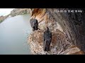 Black storklets dining high on the Tagus