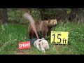 Bear Spray Scenarios & Demonstration