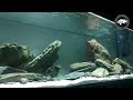 Setting up an 450 litre African Cichlid Aquarium with 150 cm overhead sump! | Full set up video