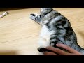 【ルーズスキン】猫のお腹から後ろ足にかけてのたるみは何？