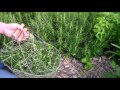 How to Harvest  Rosemary