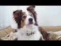 Beyond Barks Exploring Head Tilting Triggers in Dogs