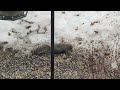 Squirrel eating birdseeds